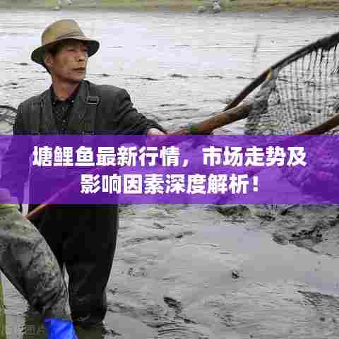 塘鲤鱼最新行情，市场走势及影响因素深度解析！