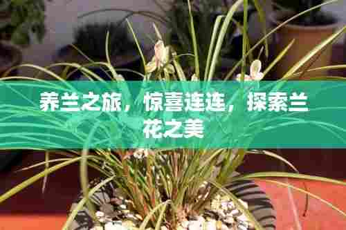 养兰之旅，惊喜连连，探索兰花之美