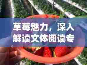 草莓魅力，深入解读文体阅读专题的魅力所在