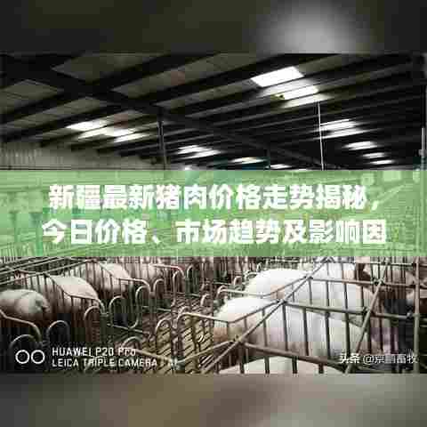 新疆最新猪肉价格走势揭秘，今日价格、市场趋势及影响因素分析