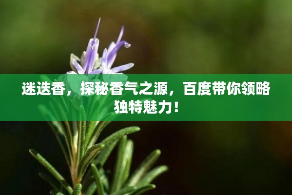 迷迭香，探秘香气之源，百度带你领略独特魅力！