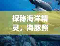 探秘海洋精灵，海豚照片之旅惊艳瞬间