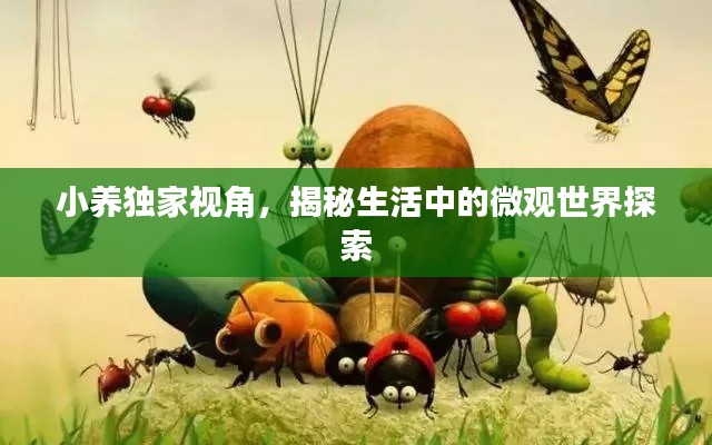 小养独家视角，揭秘生活中的微观世界探索