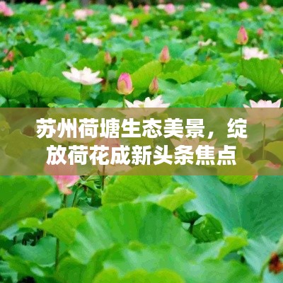 苏州荷塘生态美景，绽放荷花成新头条焦点