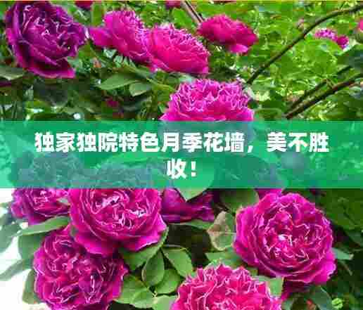 独家独院特色月季花墙，美不胜收！